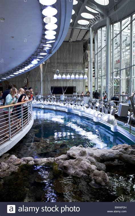 Steinhart aquarium - At Steinhart, Gomez specialized in tropical saltwater fish, and over the years became a mentor to hundreds of young volunteers at the aquarium, many of whom went on to careers in marine biology ...